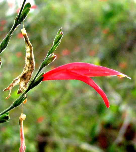 Sixangle Foldwing, DICLIPTERA SEXANGULARIS, flower