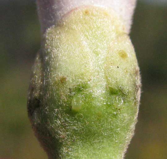 Ginger-leaf Morning-Glory, IPOMOEA ASARIFOLIA, glandular calyx