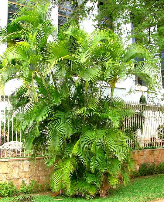 Dypsis Lutescens