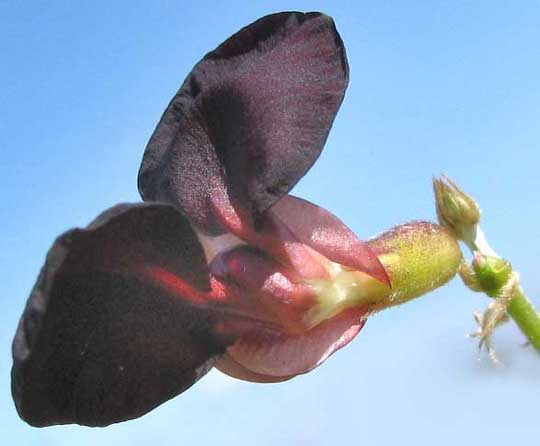 Purple Bushbean, MACROPTILIUM ATROPURPUREUM, flower