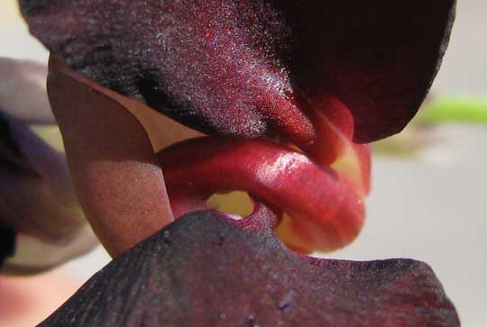 Purple Bushbean, MACROPTILIUM ATROPURPUREUM