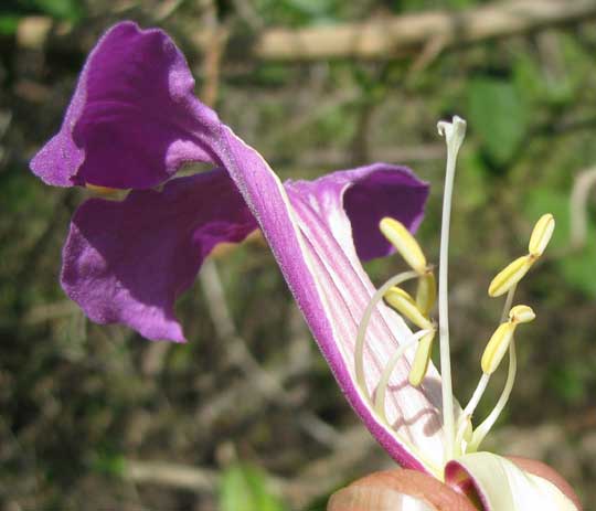 ARRABIDAEA PODOPOGON, flower longitudinal sections