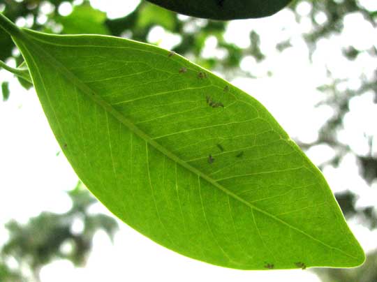 Chinese Banyan, FICUS MICROCARPA, leaf