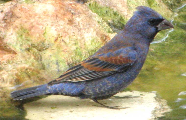 Blue Grosbeak, mottled male