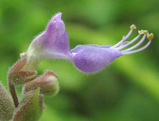 Cuban Oregano, PLECTRANTHUS AMBOINICUS, flower