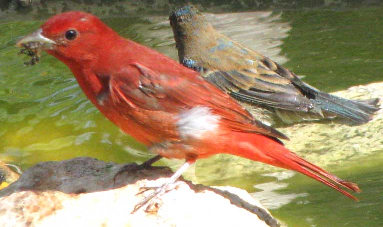 male Summer Tanager in the Yucatan