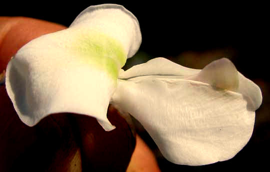 Madre de Cacao, GLIRICIDIA SEPIUM, flower
