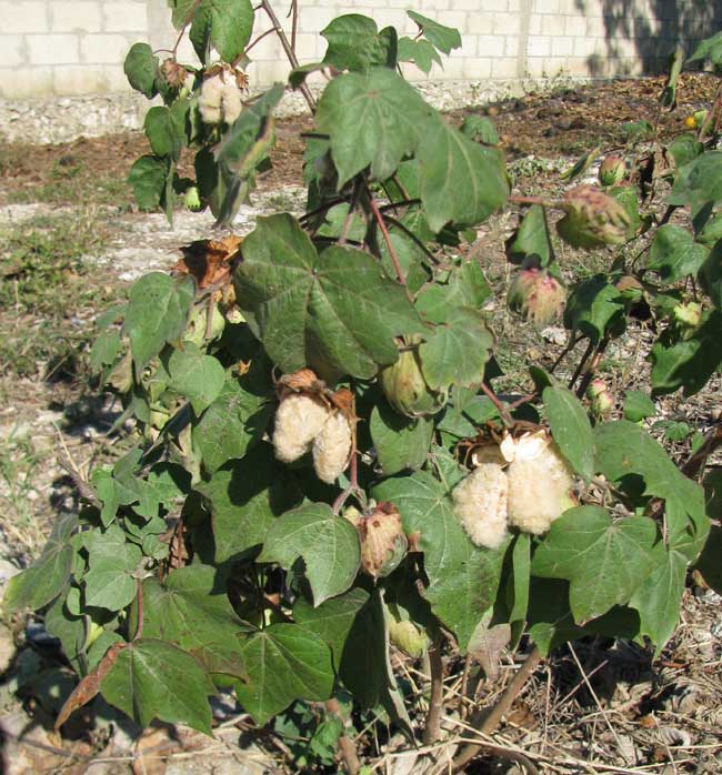 Tree Cotton, GOSSYPIUM
