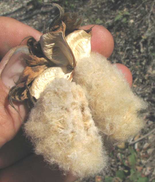 Tree Cotton, GOSSYPIUM HIRSUTUM, open boll showing beige fibers