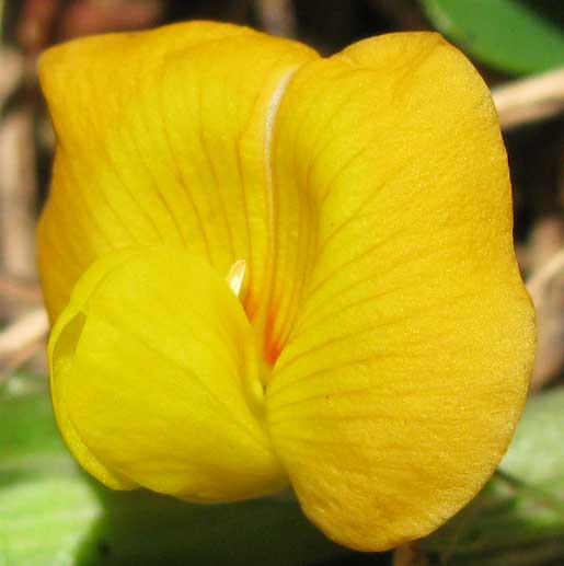 flower of Peanut, ARACHIS HYPOGAEA