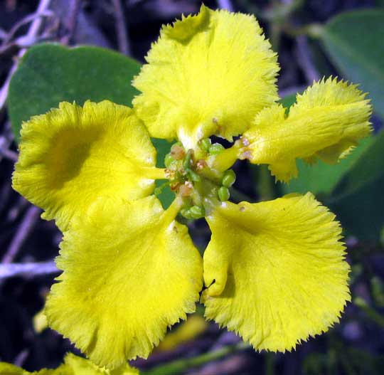 STIGMAPHYLLON ELLIPTICUM, flower