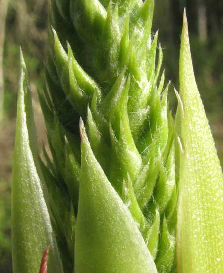 AECHMEA BRACTEATA, sharp calyx and bract tips protecting immature flowers