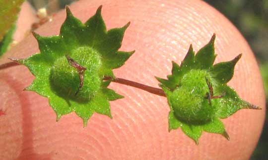 ACALYPHA LEPTOPODA, semi-mature fruits with bracts