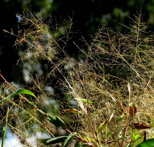 Tropical Panicgrass, PANICUM TRICHOIDES