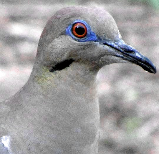 White-winged Dove head