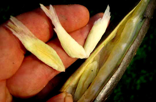 Frangipani or Plumeria fruit split, releasing seeds