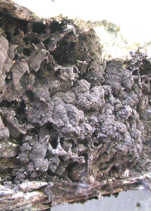 nests of stingless bees