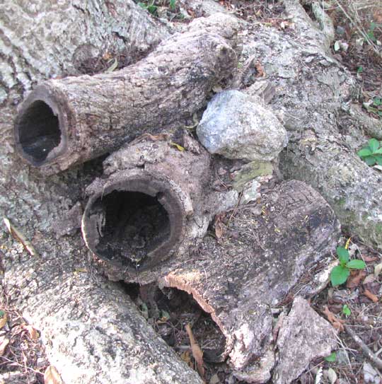 log sections traditionally used as hives for stingless melipona bMayan Bees