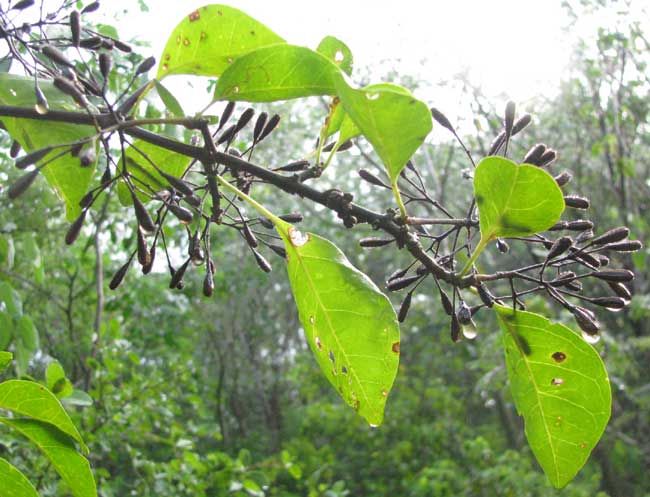 PISONIA ACULEATA, Pull-back-and-hold, fruits