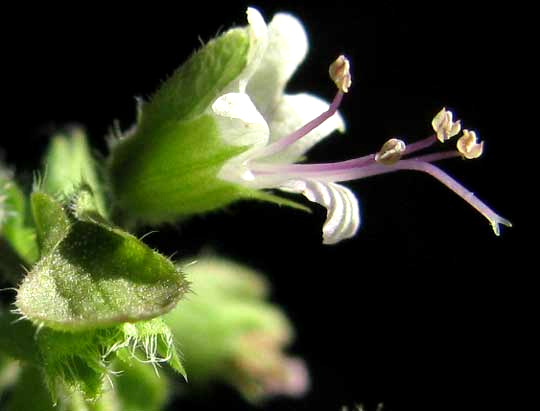 Wild Basil, OCIMUM CAMPECHIANUM, flower
