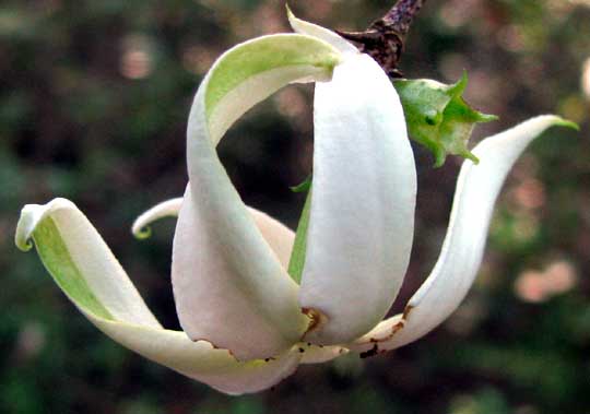 RANDIA LONGILOBA, flower