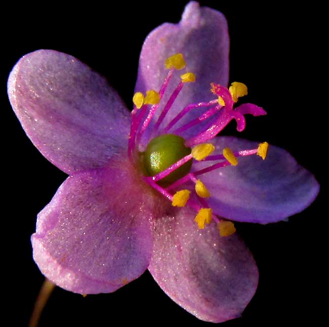TALINUM PANICULATUM, flower