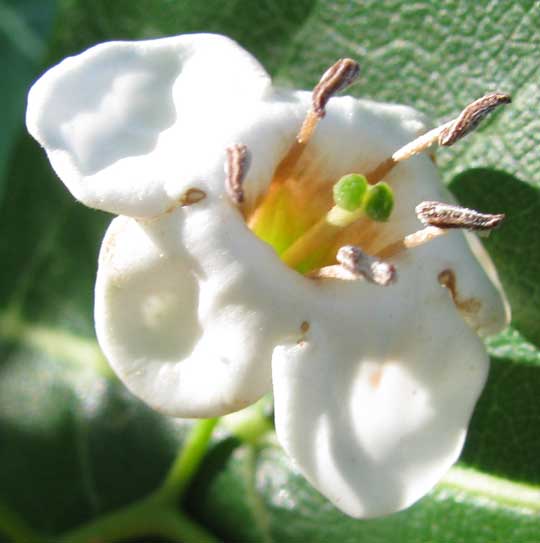 BOURRERIA PULCHRA, flower
