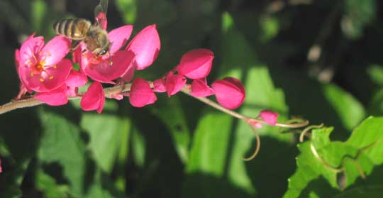 Coralvine, ANTIGONON LEPTOPUS, raceme and tendril