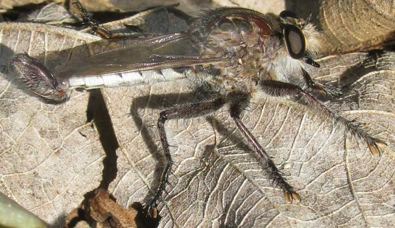 male robber fly, EFFERIA, showing genitals