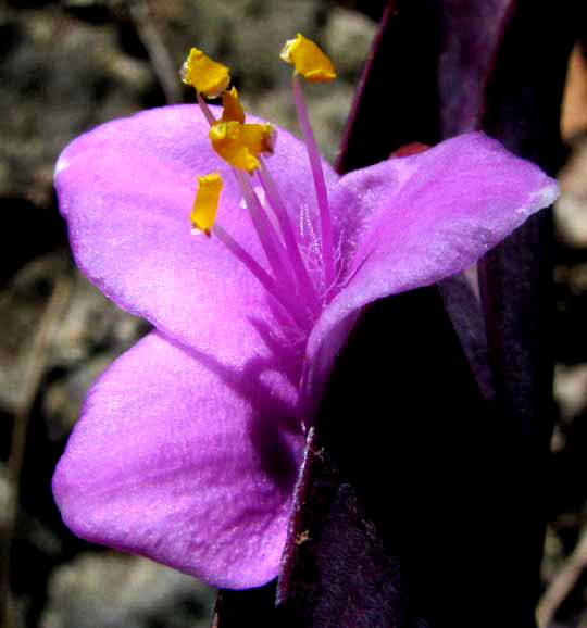 Purple Spiderwort, TRADESCANTIA PALLIDA, flower