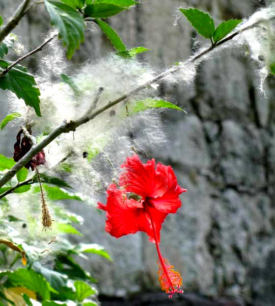 Ceiba, CEIBA PENTANDRA, fruit fuzz on hibiscus flower