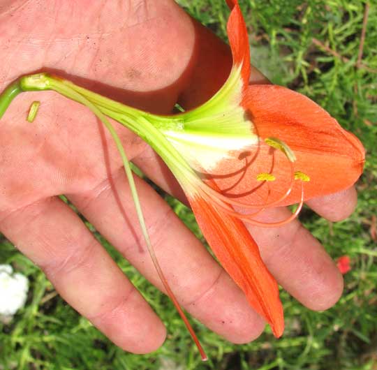 Barbados Lily, Hippeastrum puniceum, flower