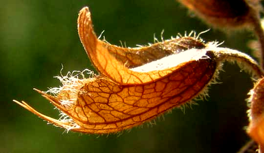 Wild Basil, OCIMUM CAMPECHIANUM, dried calyx with hood