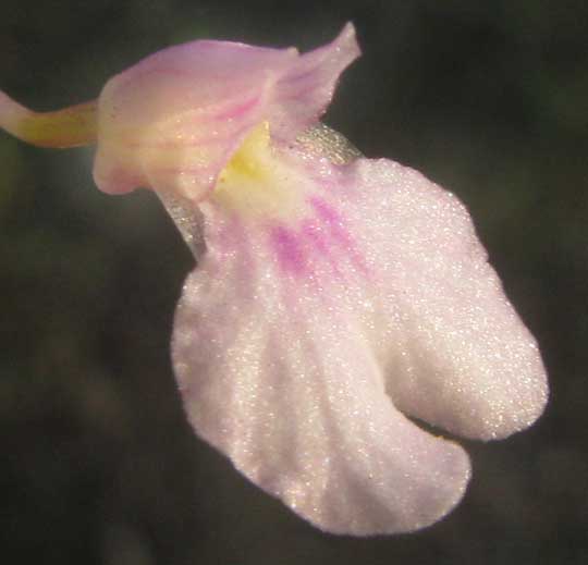 Delicate Violet Ionopsis, IONOPSIS UTRICULARIOIDES, flower