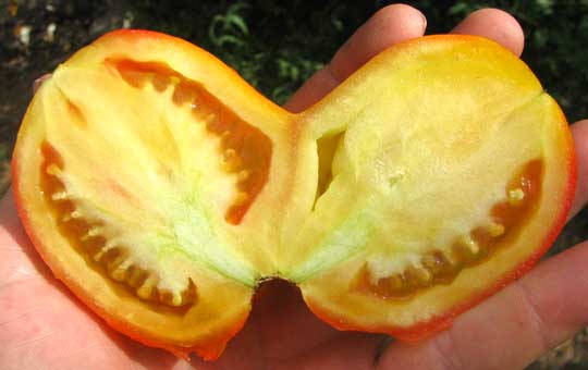 SIAMESE-TWIN TOMATO, an example of 