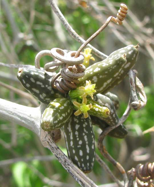 DOYEREA EMETOCATHARTICA, flowers & fruits