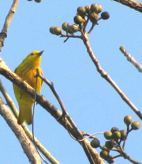 Yellow Warbler, DENDROICA PETECHIA, in the Yucatan