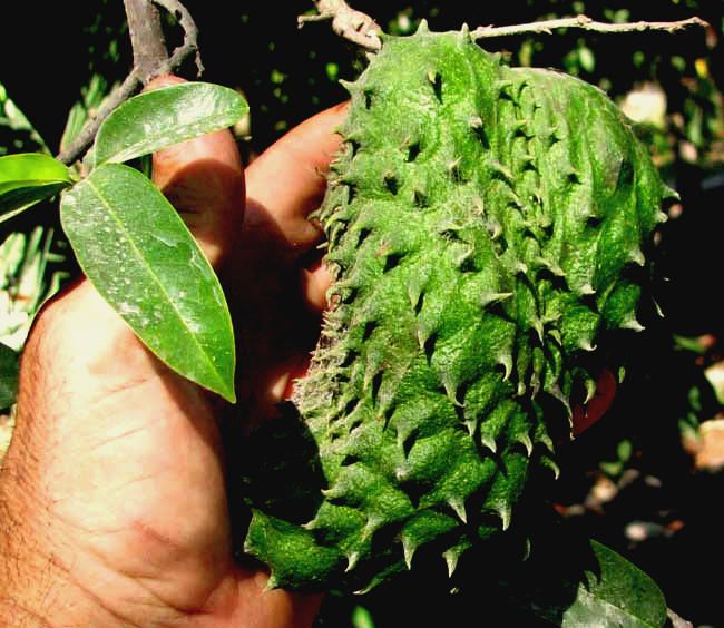 Soursop or Guanábana, ANNONA MURICATA, fruit