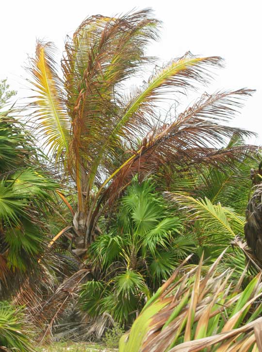Coconut Palm dying of Lethal Yellowing Disease in Sian Ka'an