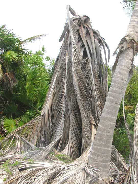Coconut Palm killed by weevil grubs tunneling through center of palm weakened by Lethal Yellowing Disease in Sian Ka'an
