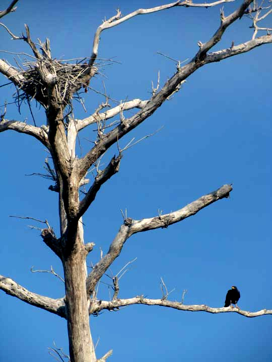 Stick nest of Common Black Hawk, BUTEOGALLUS ANTHRACINUS
