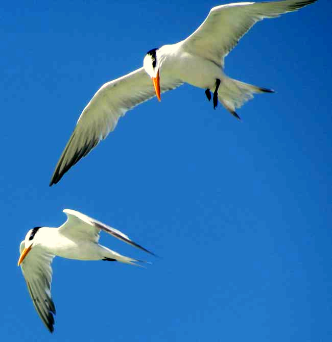 Royal Terns, THALASSEUS MAXIMUS, winter plumage