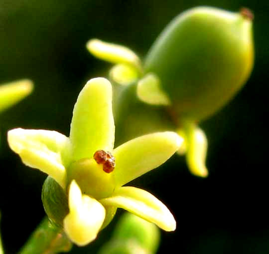 Poisonwood, METOPIUM BROWNEI, female flower