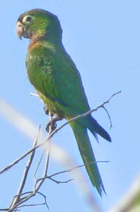 Aztec or Olive-throated Parakeet, ARATINGA ASTEC