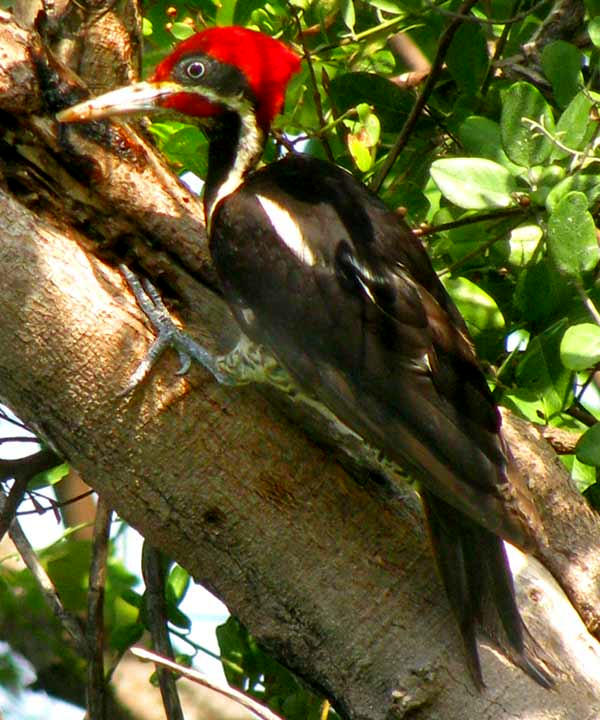 Lineated Woodpecker, Dryocopus lineatus, with zygodactyl feet