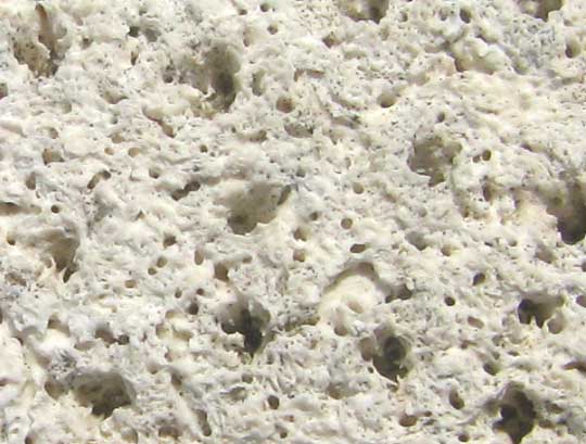 spongiform fossil from the coast of the Yucatan, close-up