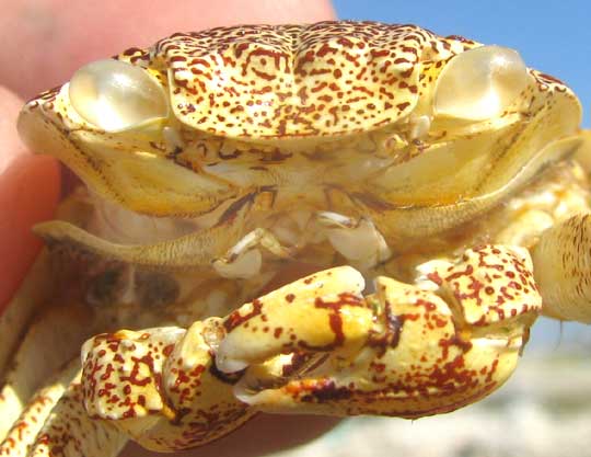 Sally Lightfoot Crab, GRAPSUS GRAPSUS, front view