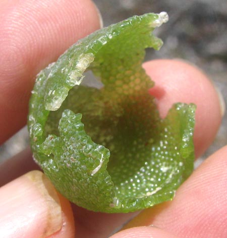 Green Bubble Alga, DICTYOSPHAERIA CAVERNOSA
