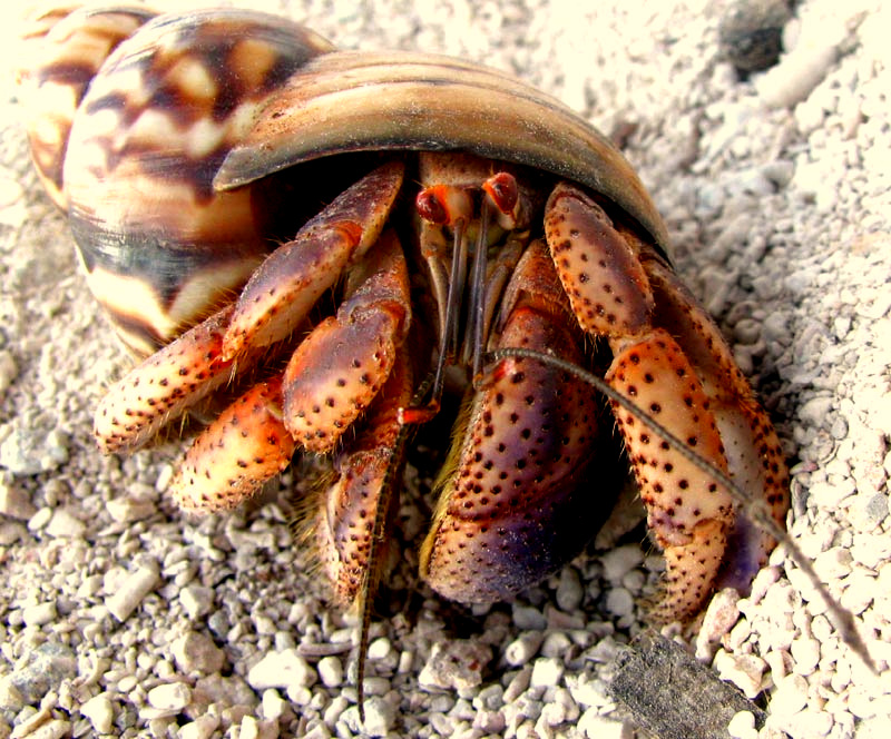 Caribbean Hermit Crab, COENOBITA CLYPEATUS