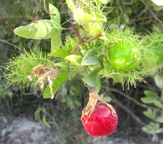 Stinking Passionflower, PASSIFLORA FOETIDA, fruit